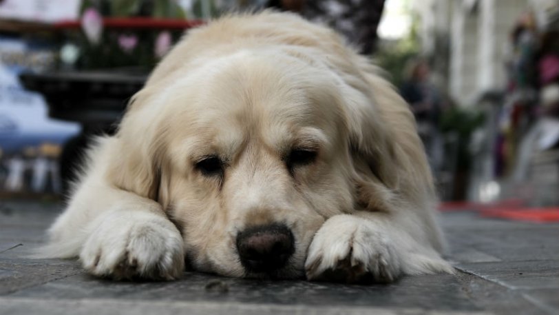 Πατήσια : Σκυλιά δάγκωσαν τη νεκρή αφεντικίνα τους