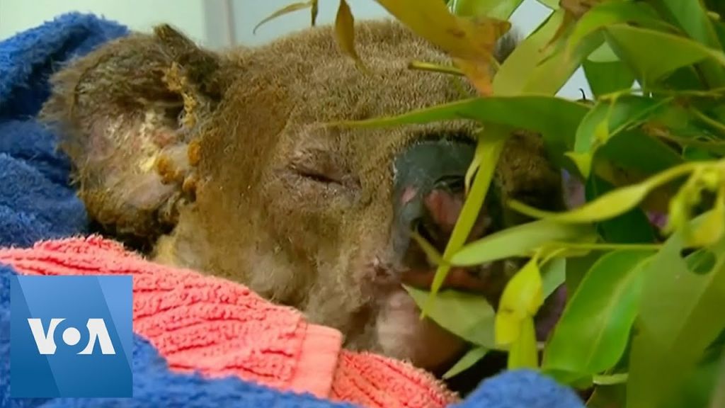 Αυστραλία: Ο Λούις το κοάλα συνάντησε την σωτήρα του – Διαδικτυακός έρανος ξεπέρασε κάθε προσδοκία
