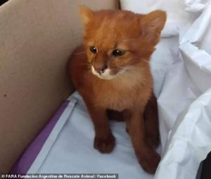 Αργεντινή: Φοιτήτρια περιμάζεψε γατάκι που αποδείχθηκε… πούμα