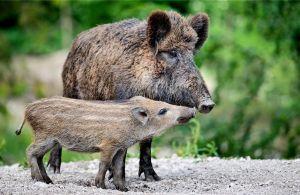 Αφρικανική Πανώλη: Πριμ για κυνήγι αγριόχοιρου σε περιοχές υψηλού κινδύνου