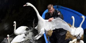 Αμβούργο: Πού πηγαίνουν οι κύκνοι;