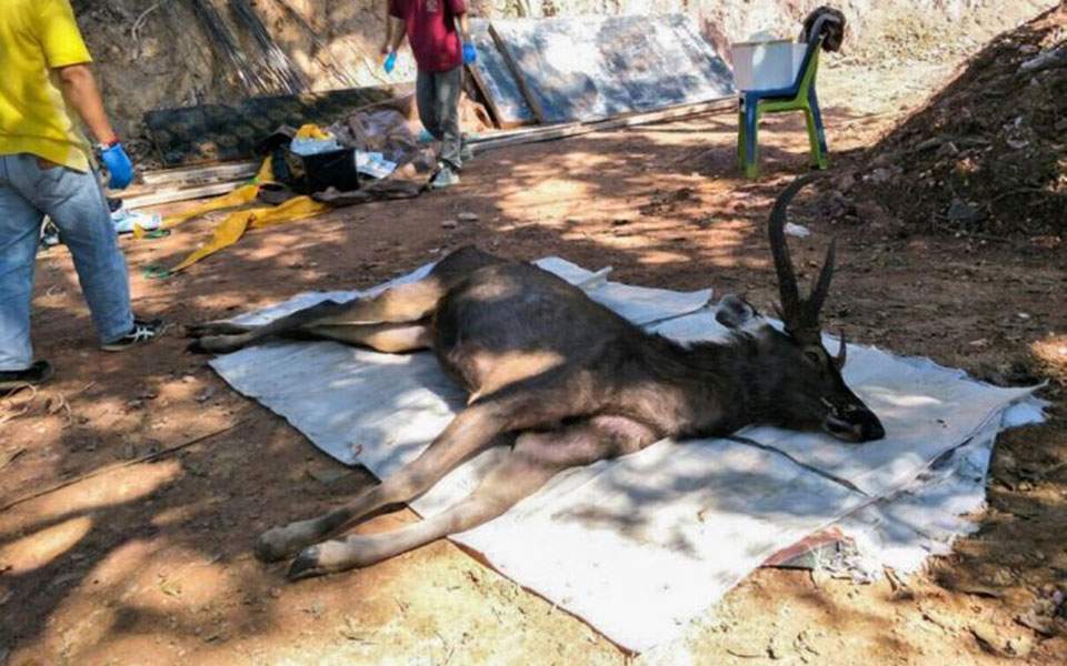 Ταϊλάνδη: Νεκρό ελάφι είχε επτά κιλά πλαστικό και σκουπίδια στο στομάχι του