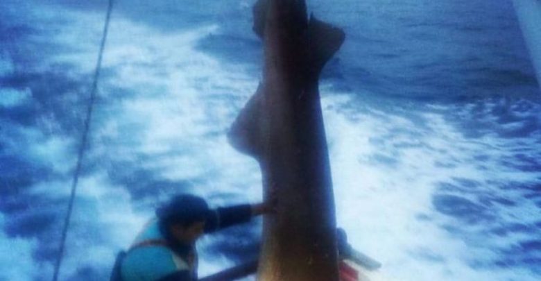 Καρχαρίας προσκυνητής ή σαπουνάς ψαρεύτηκε στις Σποράδες