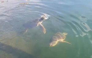 Η διπλή όψη του νομίσματος: Δύο θαλάσσιες χελώνες χορεύουν και μία τρίτη κείτεται νεκρή