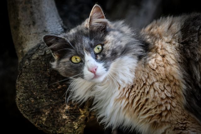 Βρέθηκε γάτος αγνοούμενος επί πενταετία