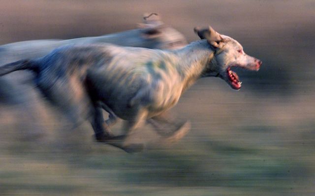 Τραγωδία στη Γαλλία: Κυνηγόσκυλα κατασπάραξαν έγκυο σε πάρκο