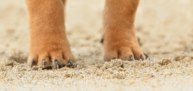 Σκυλί σωσίας της… Φρίντα Κάλο