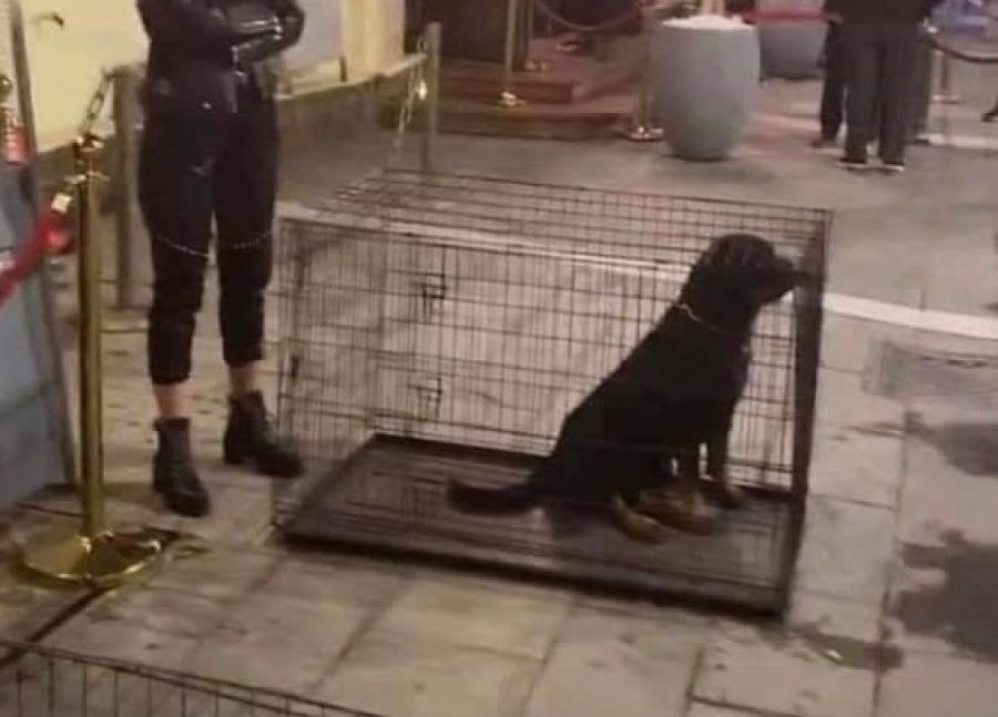 Θεσσαλονίκη : Σκυλιά σε κλουβιά τοποθετήθηκαν ως διακοσμητικά έξω από κέντρο διασκέδασης