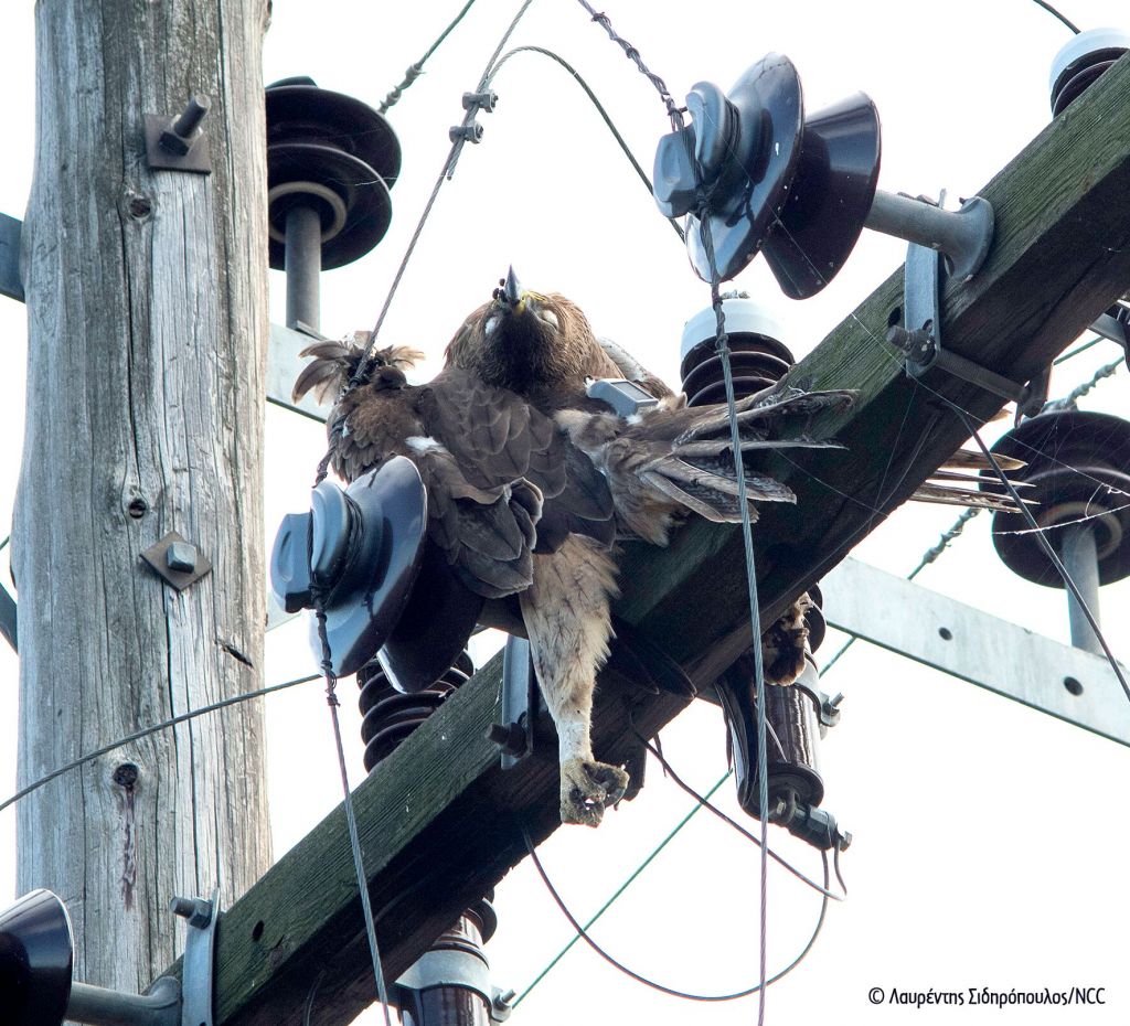 Σπάνιος αετός πέθανε από ηλεκτροπληξία σε πυλώνα ρεύματος