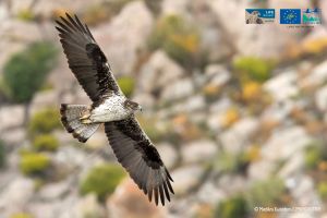 Σπάνιος αετός πέθανε στη Θεσσαλία από ηλεκτροπληξία σε πυλώνα ρεύματος