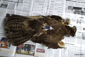 Σπάνιος αετός πέθανε στη Θεσσαλία από ηλεκτροπληξία σε πυλώνα ρεύματος