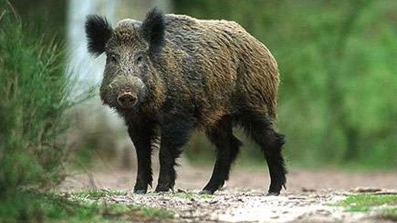 Γύθειο : Διαρρήκτης δέχθηκε επίθεση από αγριογούρουνο και συνελήφθη