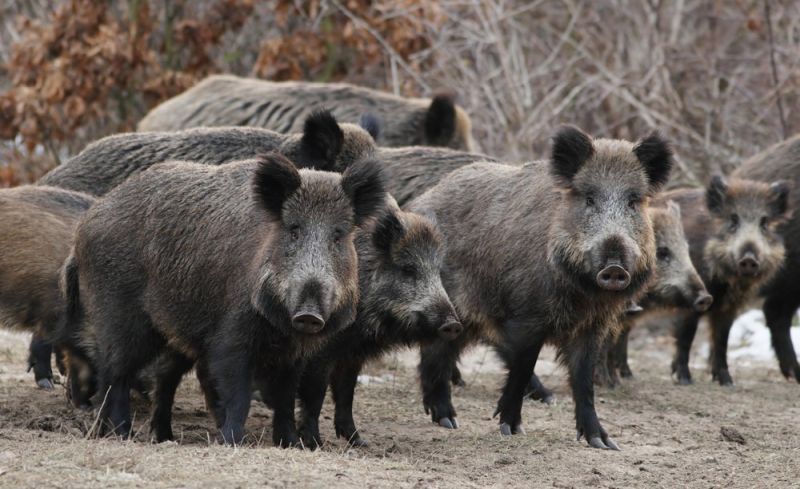 Γέμισε αγριογούρουνα ο Διόνυσος: Οδηγίες του Δήμου στους πολίτες