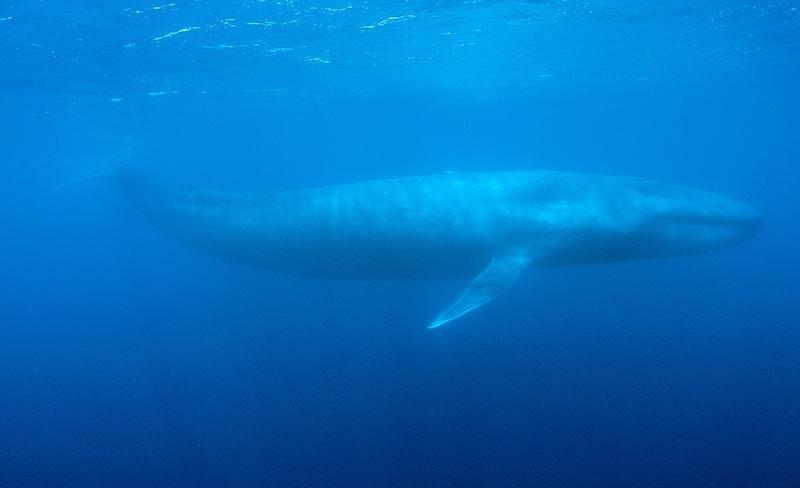 Επιστήμονες κατάφεραν να παρακολουθήσουν την καρδιά μιας γαλάζιας φάλαινας