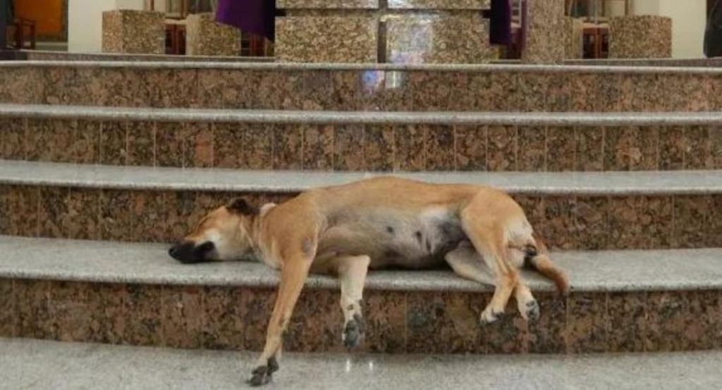 Βραζιλία: Ζωόφιλος ιερέας άνοιξε τις πόρτες της… εκκλησίας στα αδέσποτα