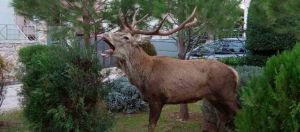 Ελάφι κατέβηκε από την Πάρνηθα και μπήκε σε αυλές