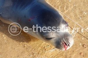 Φρίκη στο Πήλιο: Σκότωσαν με βίαιο τρόπο νεαρή φώκια