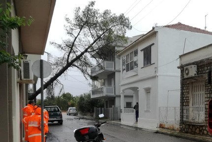 Κακοκαιρία : Ξεριζώθηκαν δέντρα σε Ηλεία, Αχαΐα και Μεσολόγγι