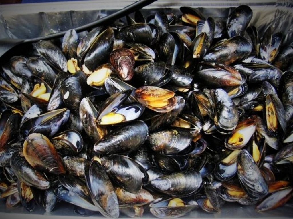 Μεταδοτικός καρκίνος σε μύδια του Ατλαντικού και της Ευρώπης