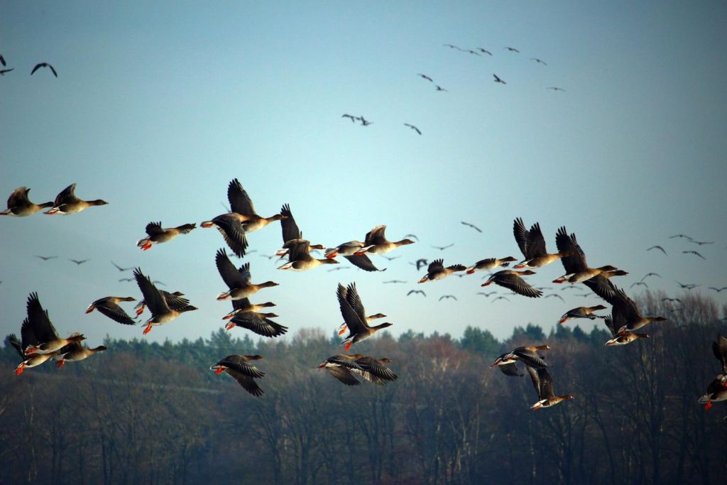 Επιστήμονες ανακάλυψαν την πρώτη πολύπλοκη κοινωνία πουλιών