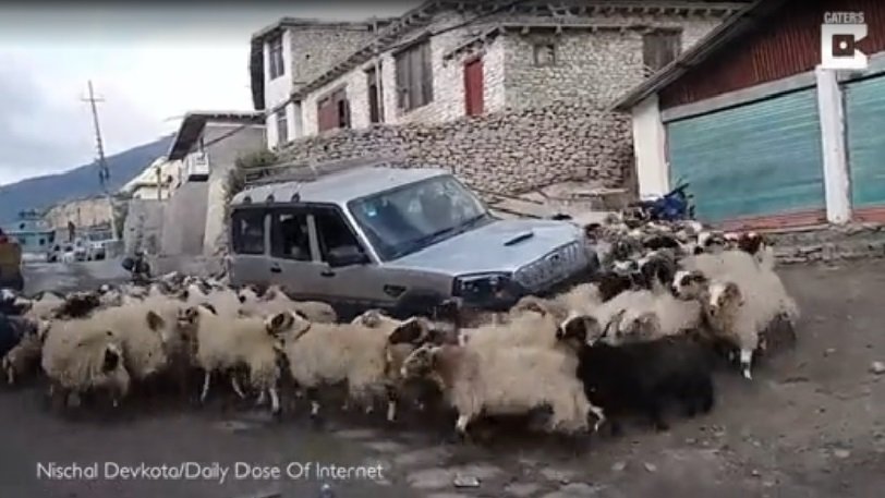 Viral : Η στιγμή που ένα κοπάδι πρόβατα περικυκλώνει και… εγκλωβίζει ένα ΙΧ