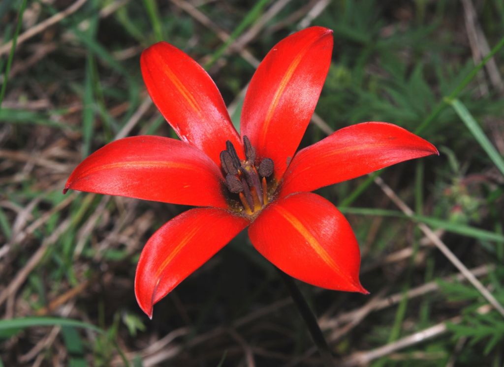 Τέσσερα στα δέκα είδη φυτών της Γης ευάλωτα στην κλιματική αλλαγή