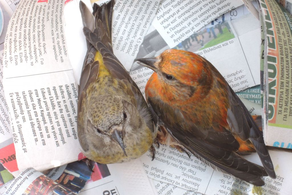 Ορνιθολογική Εταιρεία: Κατέσχεσε πάνω από 500 άγρια πουλιά σε σπίτι λαθροθήρα