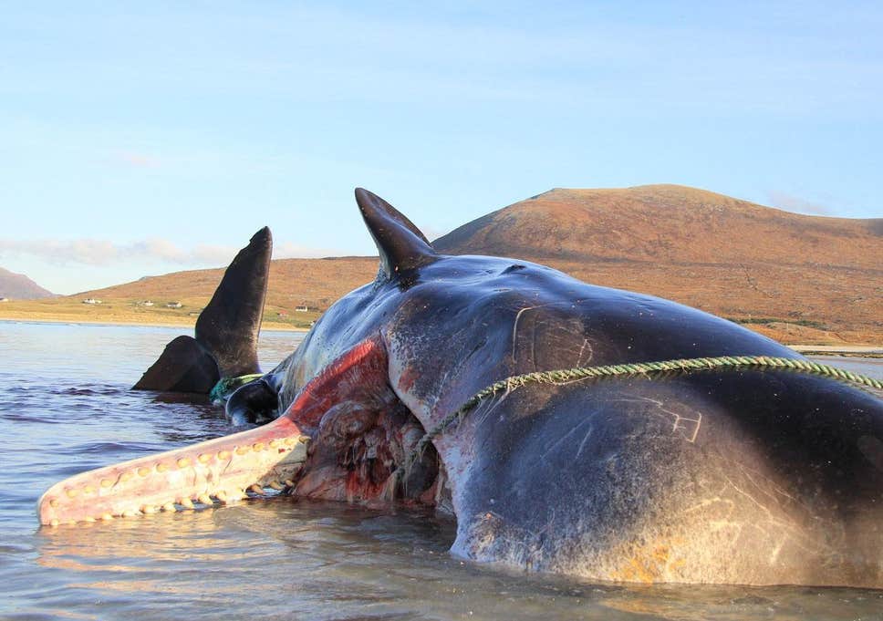 Σκωτία : Νεκρή φάλαινα είχε καταπιεί 100 κιλά σκουπίδια