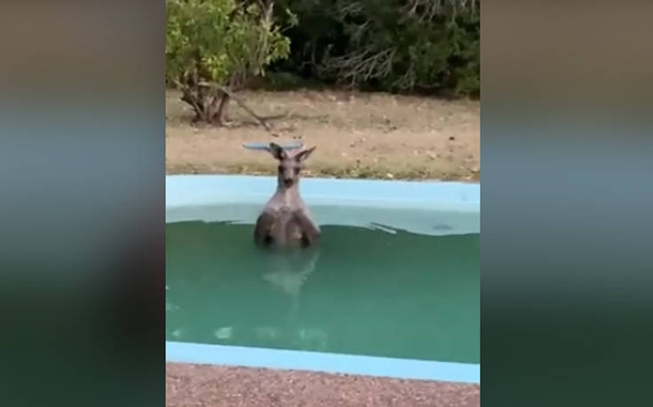 Καγκουρό βουτά σε πισίνα για να γλιτώσει από τις φλόγες