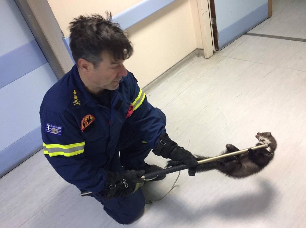 Μια… νυφίτσα αναστάτωσε το νοσοκομείο του Βόλου