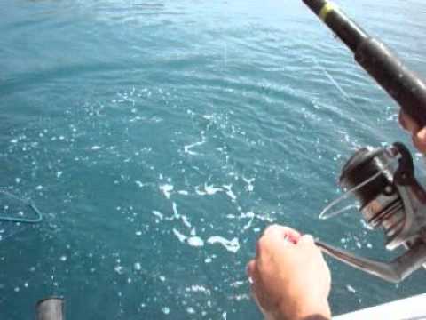 Βόλος:  Έπιασε γοφάρι πέντε κιλών από την προβλήτα!