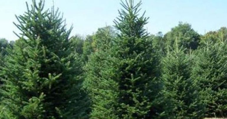 Πόσο κοστίζει το φυσικό έλατο; – Πάνω από 20.000 έλατα Ταξιάρχη σε Θεσσαλονίκη, Αθήνα και Κύπρο