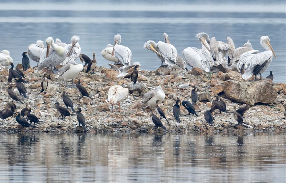 Δύο νεαροί ροδοπελεκάνοι από την Κύπρο καταφθάνουν στην Κερκίνη για να απελευθερωθούν