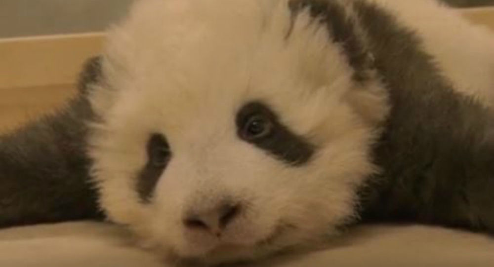 Βίντεο: Ο λόγυγκας δεν αφήνει να κοιμηθεί ένα μωράκι πάντα