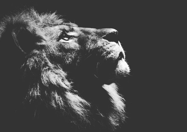 Από αυτό πιθανόν να πάσχει ένας Λέων