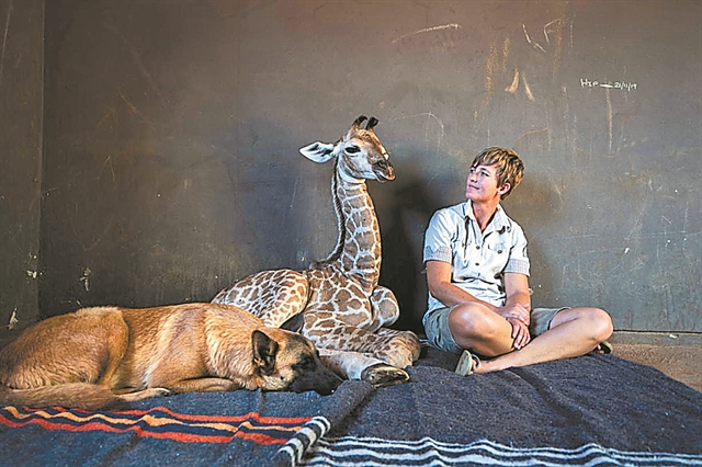 Ο σκύλος που αγάπησεμια καμηλοπάρδαλη