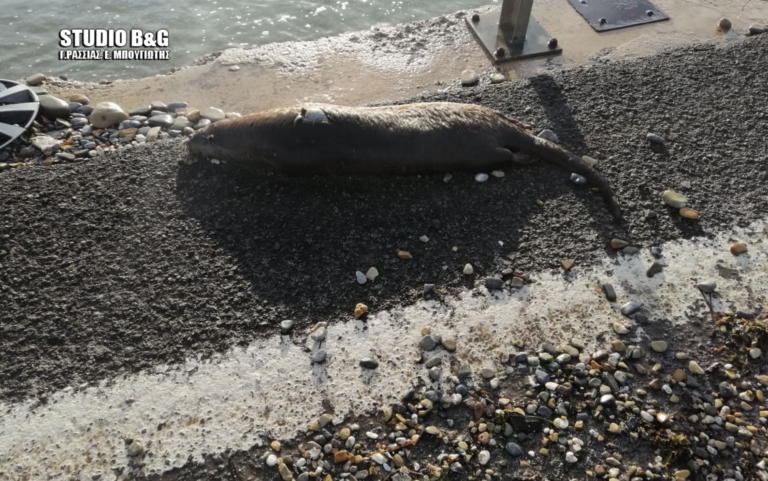 Σπάνιο θηλαστικό βρέθηκε νεκρό σε παραλία της Αργολίδας