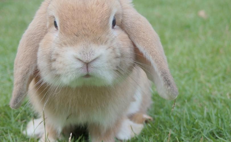 Κι όμως γίνεται : Κουνέλι μοιάζει με… μονόκερο