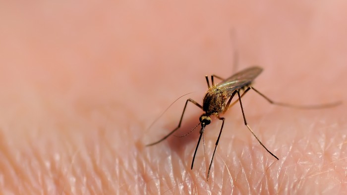 Κουνούπια : Καθοριστική η επιρροή τους στην εξέλιξη της ανθρωπότητας