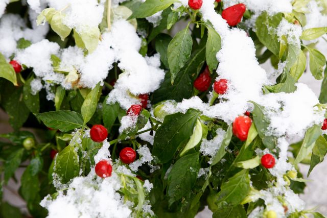 Καιρός : «Τσουχτερό» κρύο, καταιγίδες και χιόνια