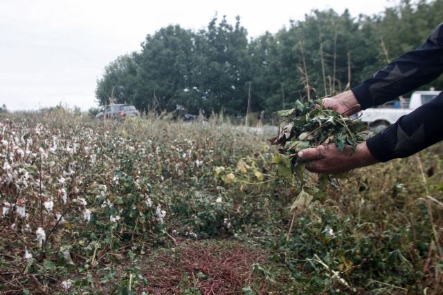 Μαραθώνας: Παραδόθηκε ο εργοδότης που πυροβόλησε ινδούς εργάτες