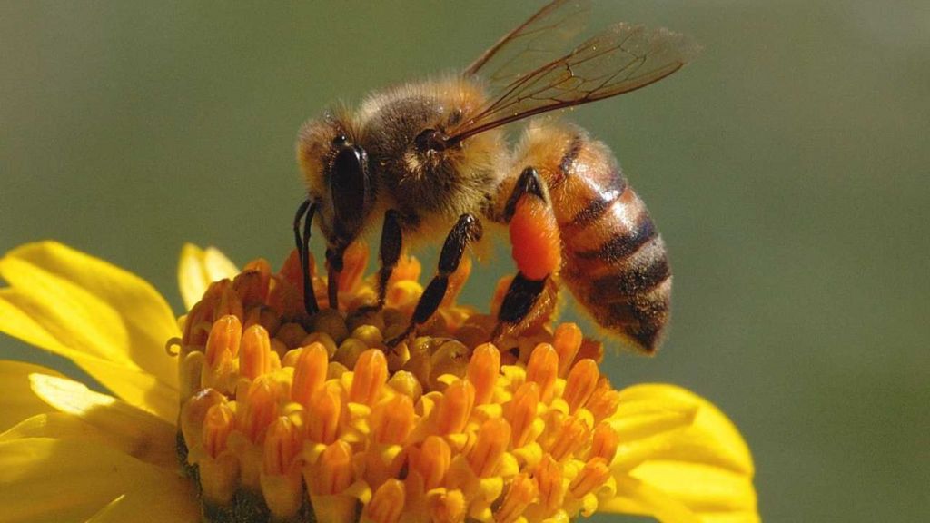 Η ΕΕ απαγόρευσε παρασιτοκτόνο που είναι βλαβερό για τις μέλισσες