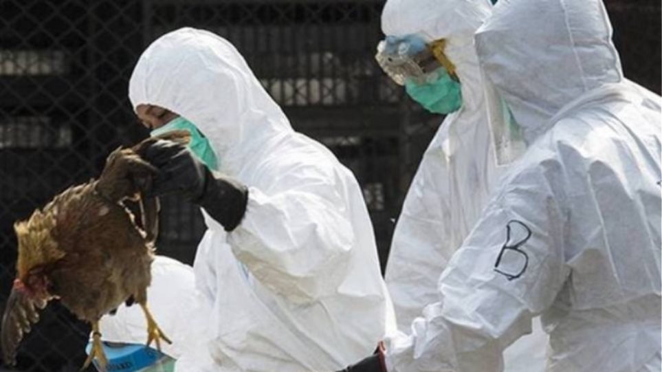 Ουγγαρία: Νέο κρούσμα της γρίπης των πτηνών