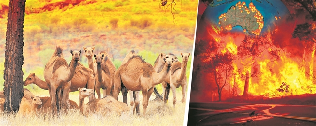 Η μεγάλη των καμηλών σφαγή