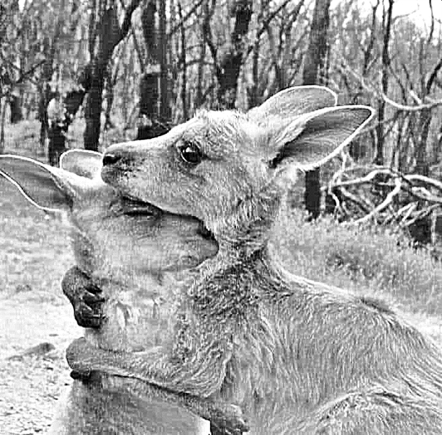 Βιαστικά κι άπειρα όντα της στιγμής