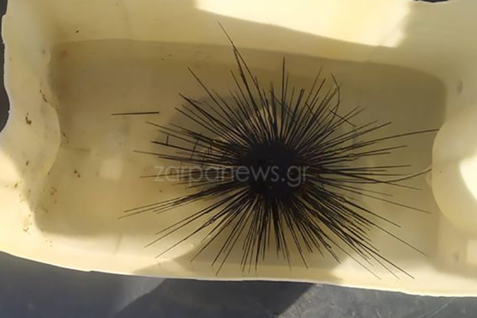 Ψαράς στα Χανιά «έβγαλε» σπάνιο είδος αχινού από τη διώρυγα του Σουέζ