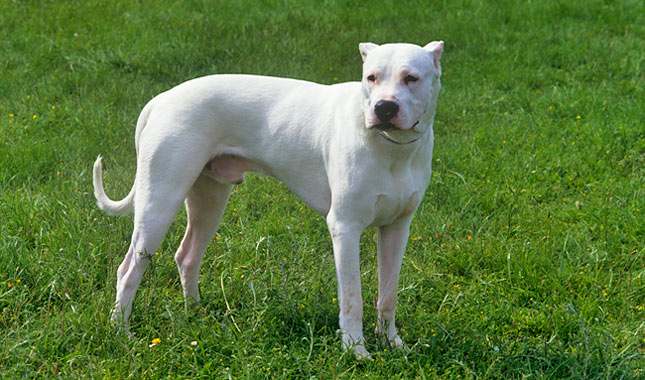 Τραγωδία στο Πήλιο: Από δαγκώματα σκύλου ο θάνατος της 70χρονης