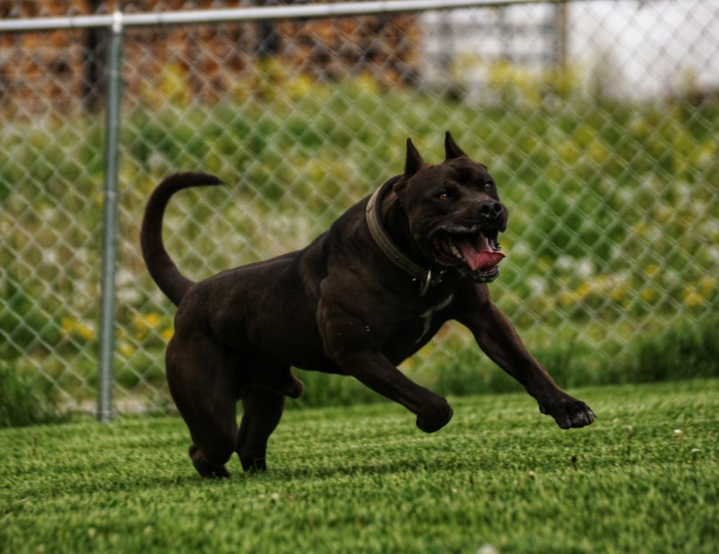 Πίτμπουλ κατασπάραξε τη νεκρή ιδιοκτήτριά του