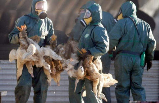 Βουλγαρία: Κρούσματα γρίπης των πτηνών σε εκτροφείο πάπιας