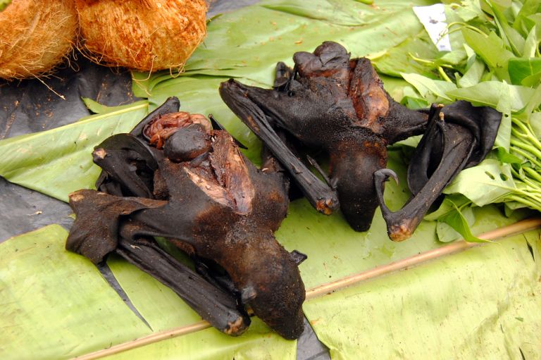 Ινδονησία: Δημοφιλές το κρέας νυχτερίδας παρά τον κορωνοϊό | tanea.gr